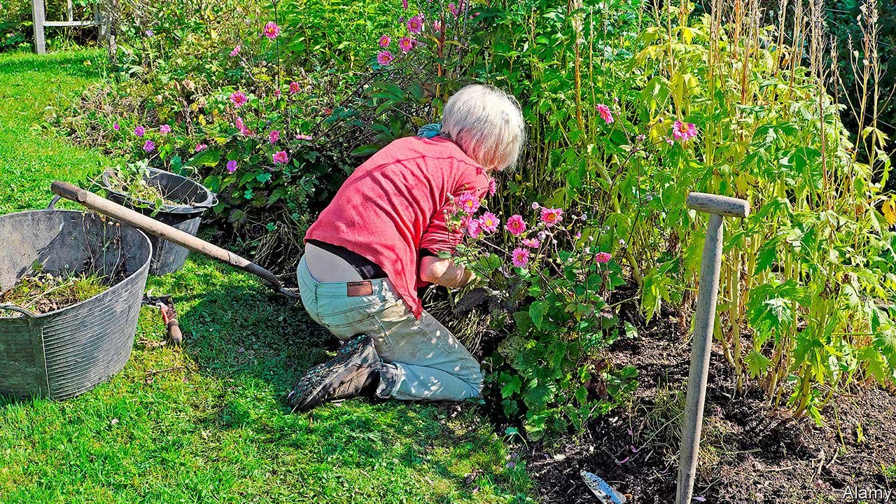 Common gardening problems and how to fix them