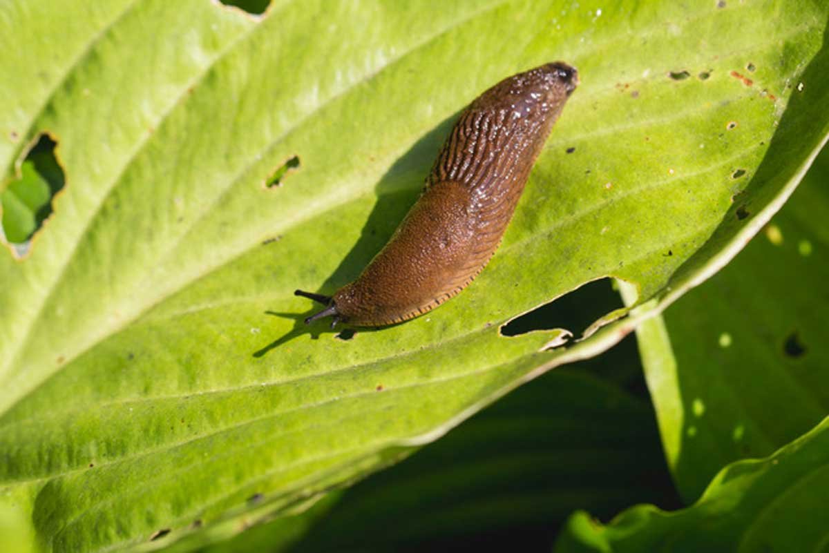 slug-Synergy-Pest-Control-Jackson-MS