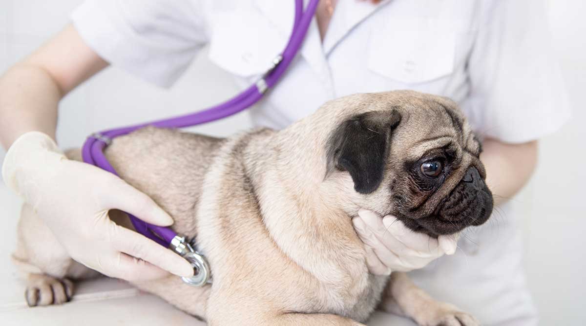 How to Care for a Dog With Pancreatitis