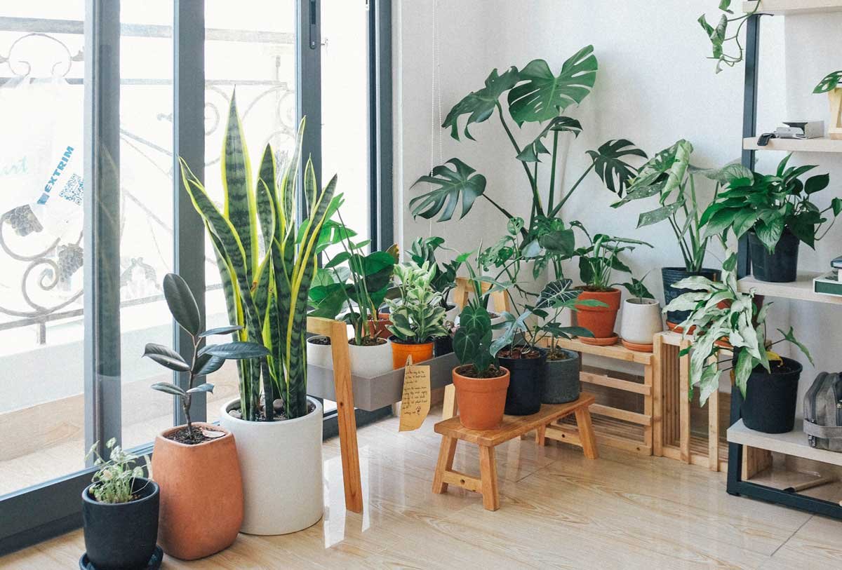 Top 7 Indoor Plants to Decorate your Home