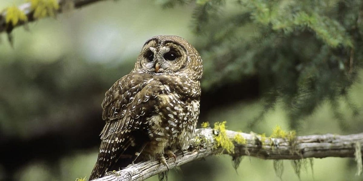 Popular owl names