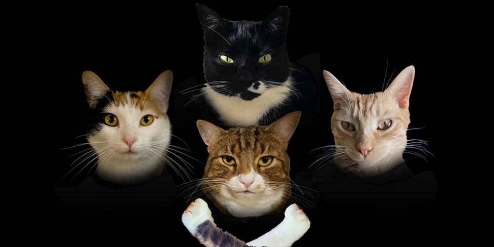 Catflix Fun Weekend