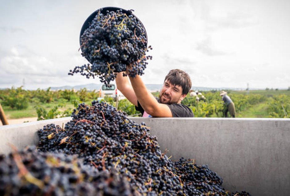 The Art Of Wine-Making