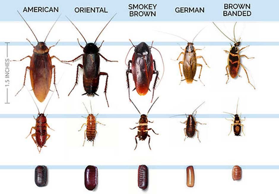 Getting Rid from Oriental and German Cockroaches