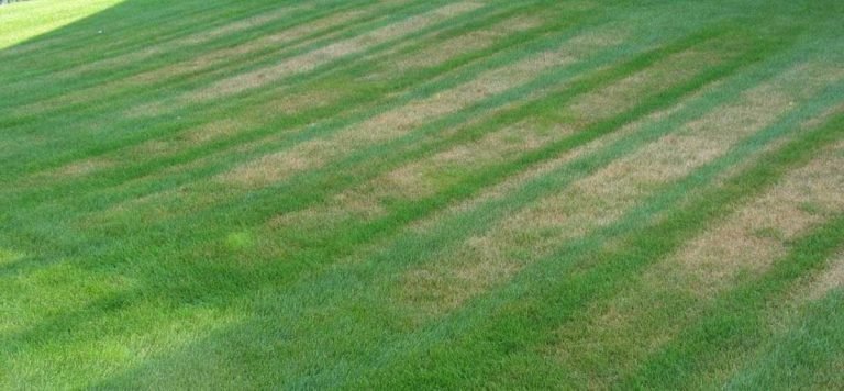 5 Most Common Lawn Diseases And How To Treat Them