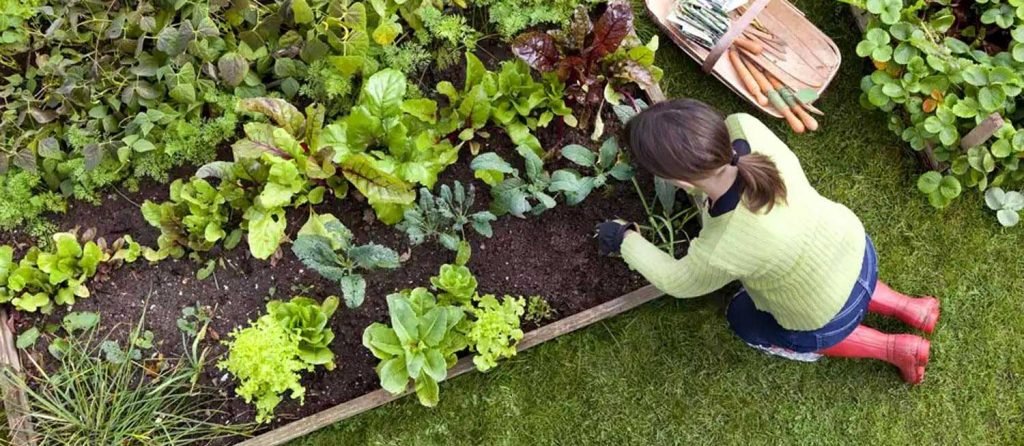 Common gardening problems