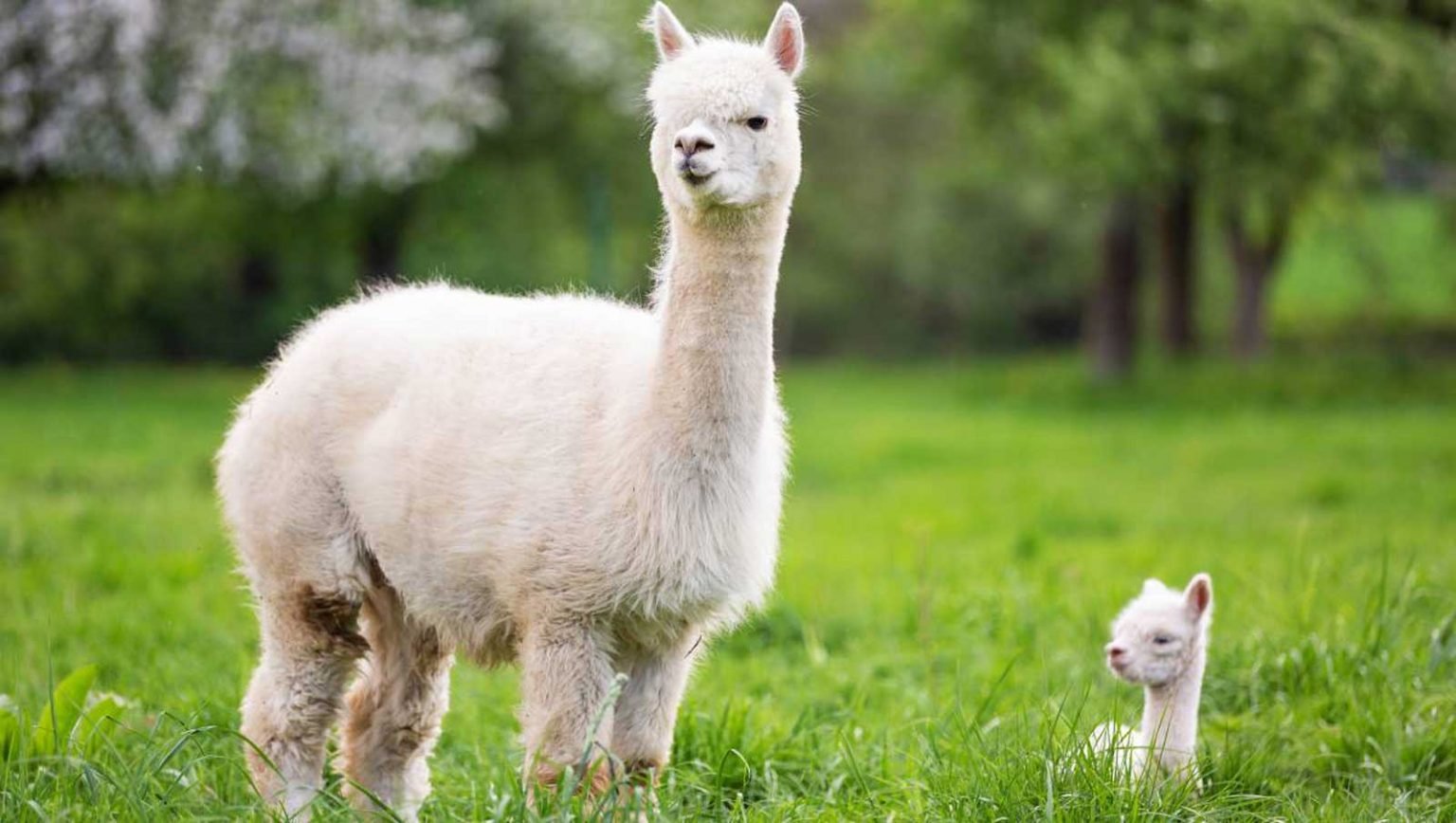 Alpaca As A Pet