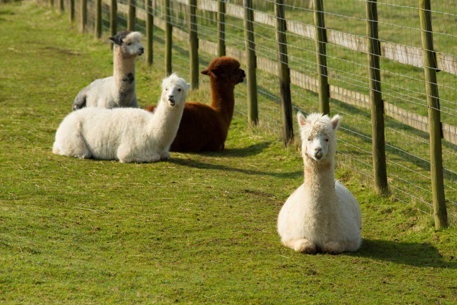 How To Care for an Alpaca as a Pet Alpaca as a Pet