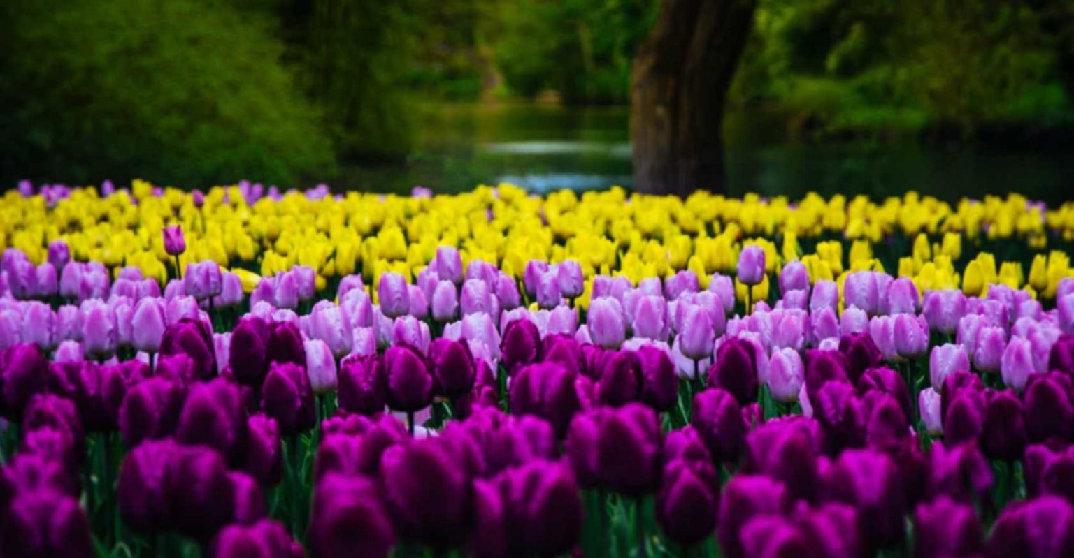 Planting Blooming Plants In Preparations