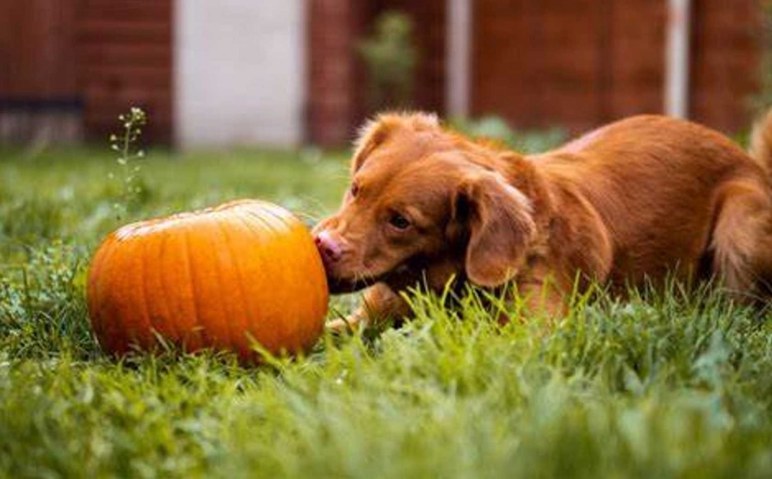 Health Benefits of Pumpkin for Dogs
