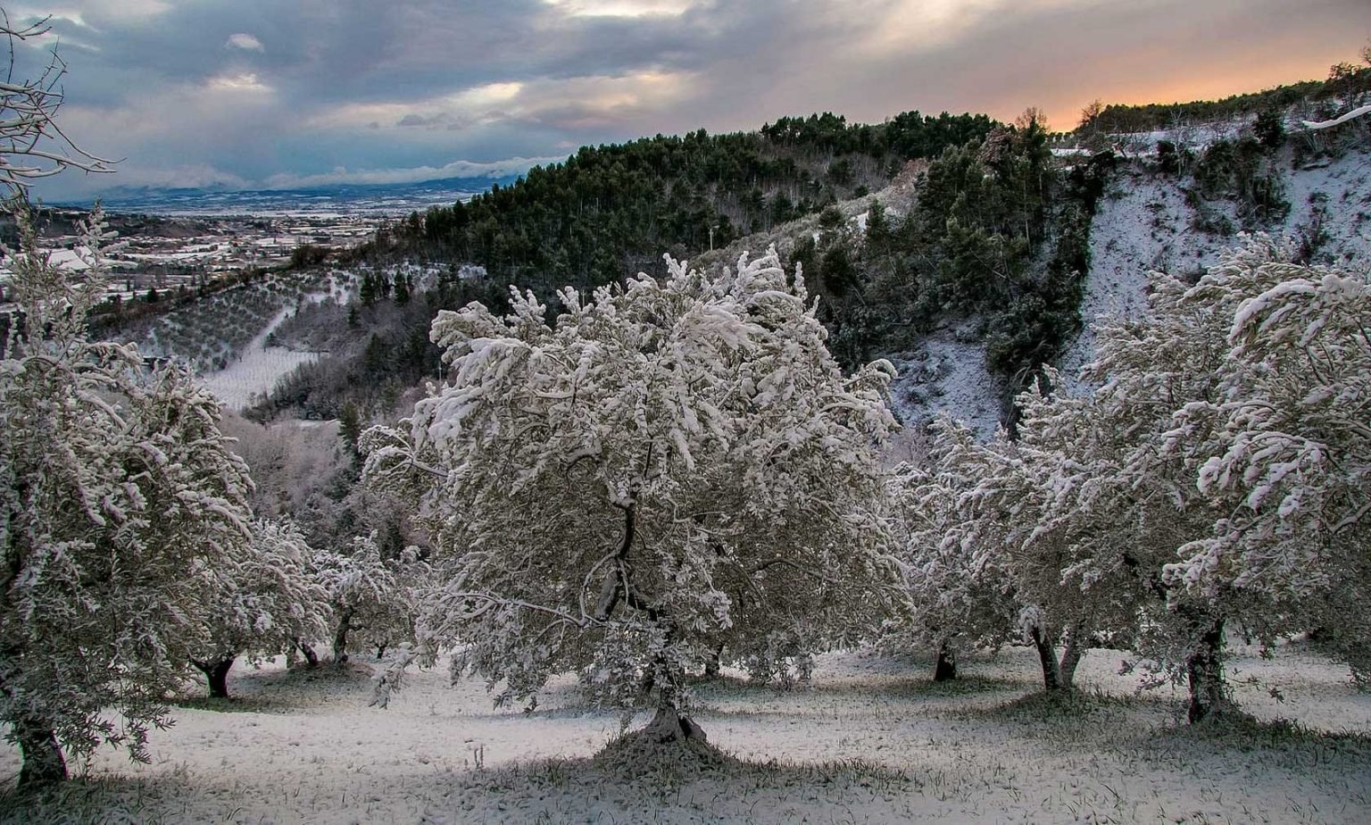 Olive Trees From Frost