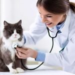 Working out the best cat insurance policy for your needs