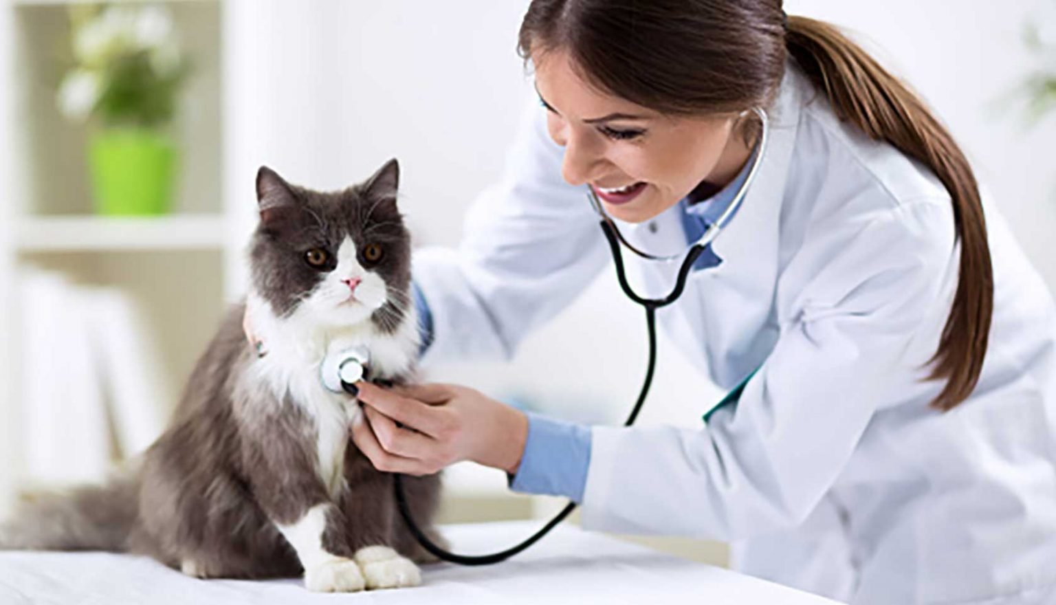 Working out the best cat insurance policy for your needs Working out the best cat insurance policy for your needs