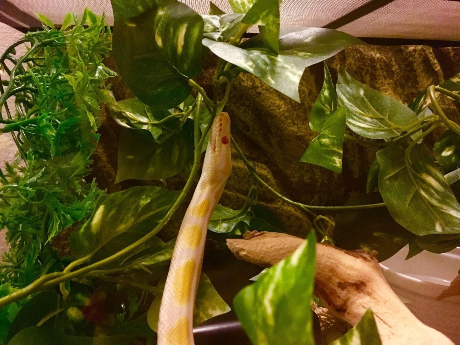 How To Find Affordable Supplies For Your Snake Affordable Supplies For Your Snake