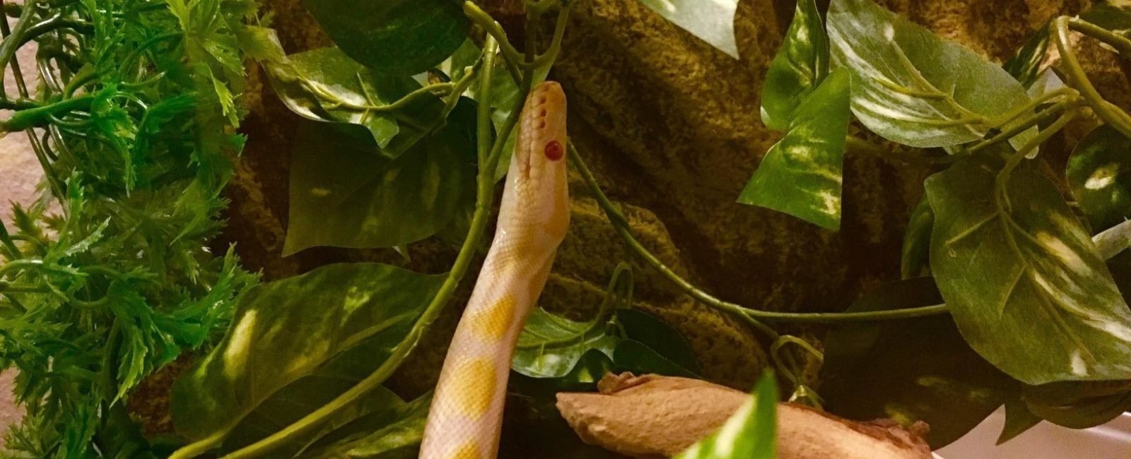 cheap snake supplies