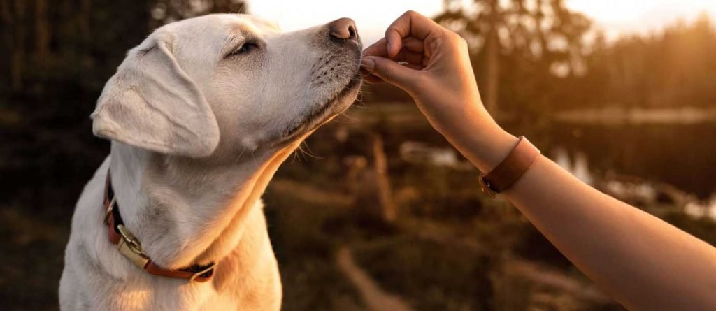 How You Can Help Your Dog Avoid These Common Health Issues Help Your Dog Avoid These Common Health Issues
