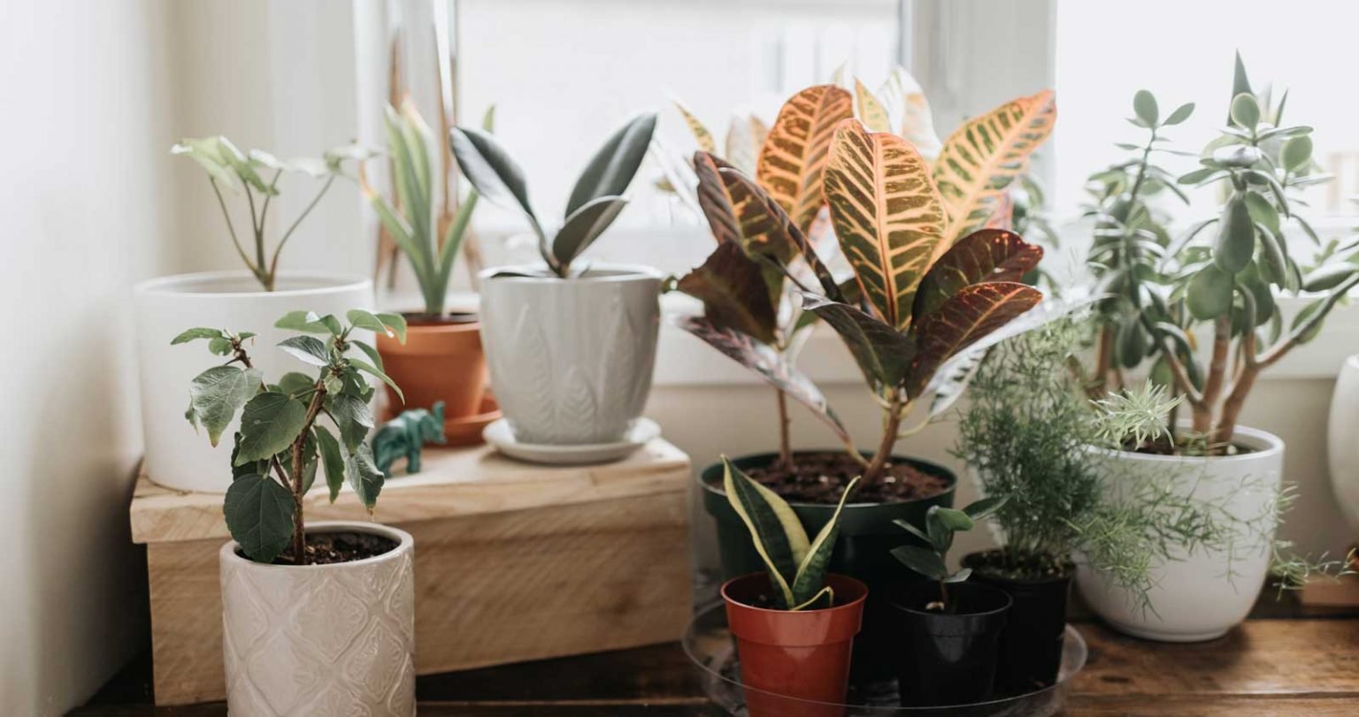Top 7 Indoor Plants