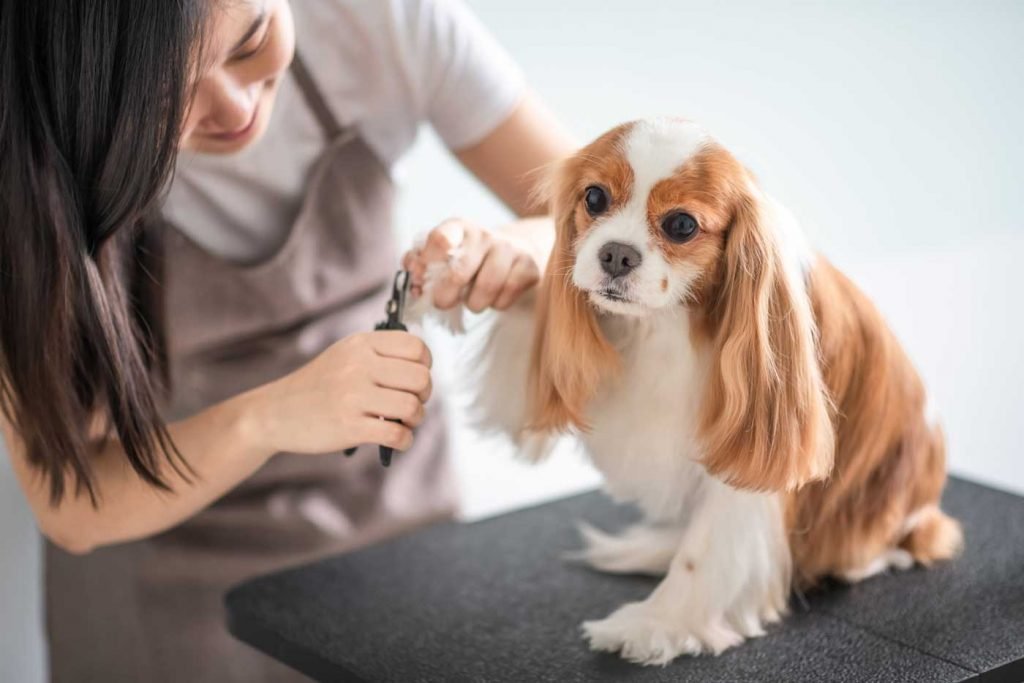 6 Basic Commands Your Dog Needs to Know for the Campsite pet dog