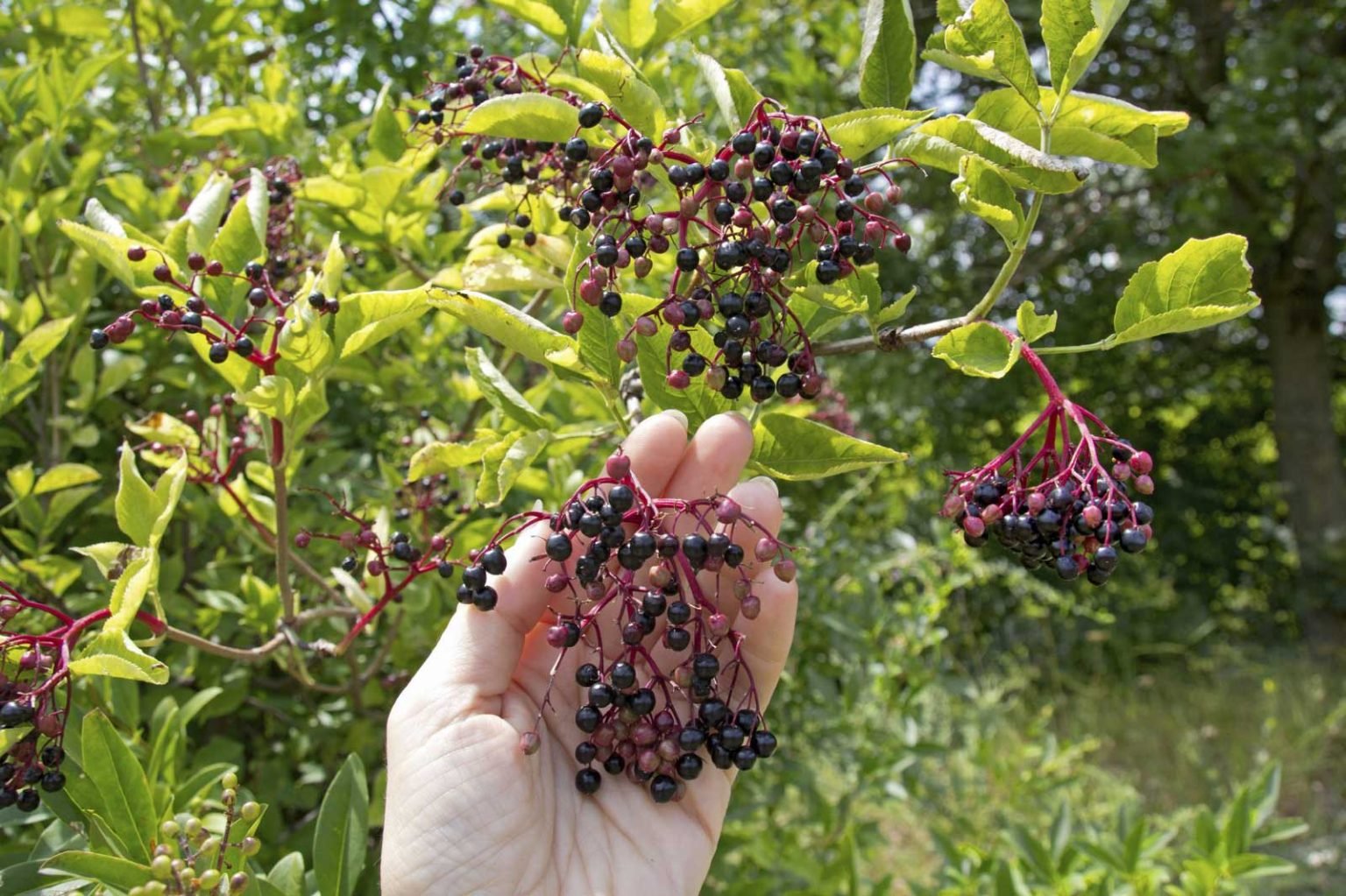 Elderberries