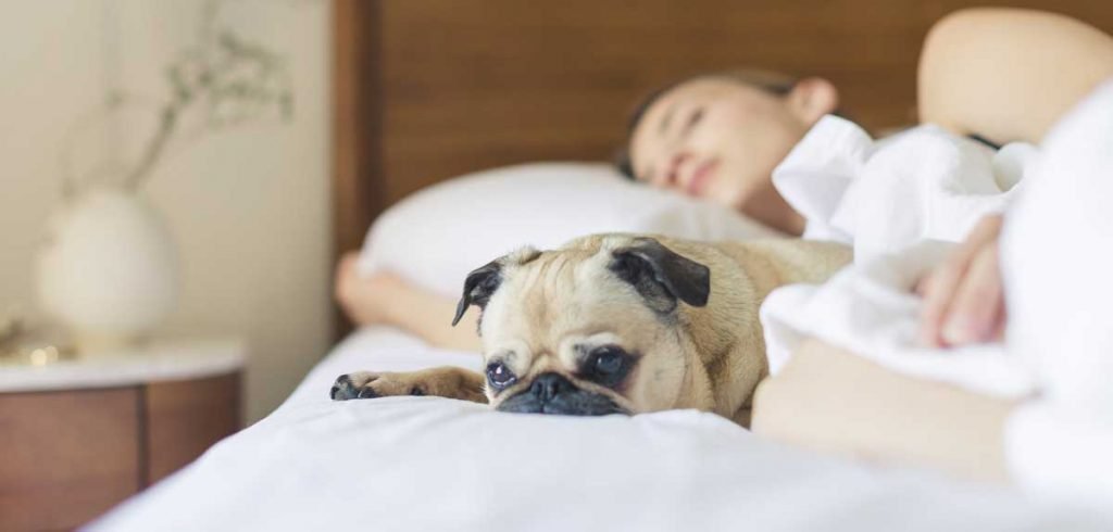 How Can We Help Our Pet with Sleep Better? Pet with Sleep Better