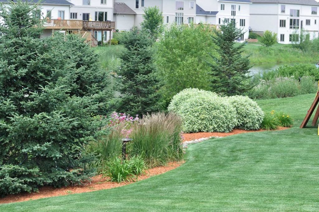 Best Dwarf Tree Options For Landscaping