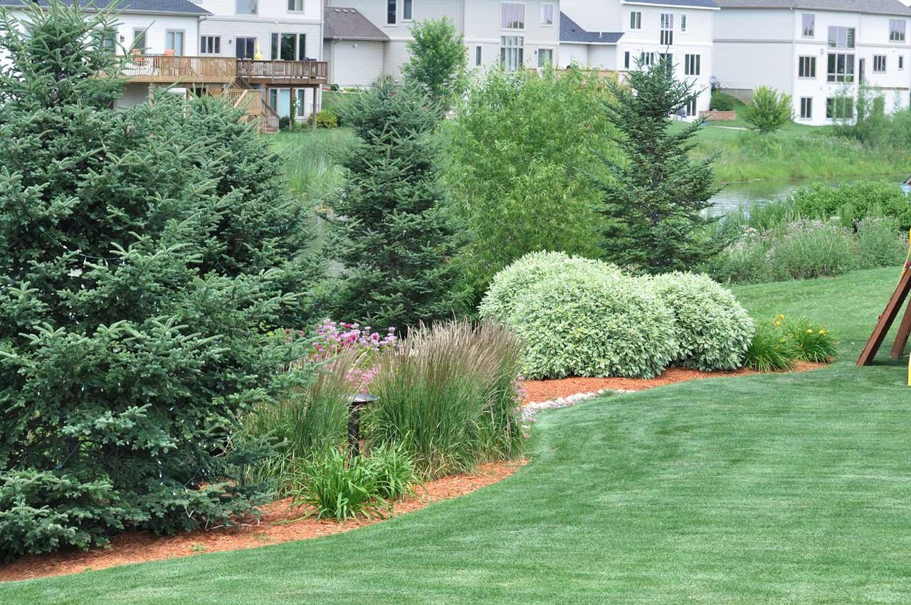 Best Dwarf Tree Options for Landscaping