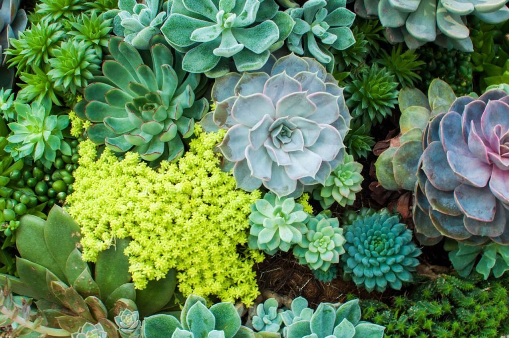 How to decorate and care for your succulents? How to decorate and care for your succulents