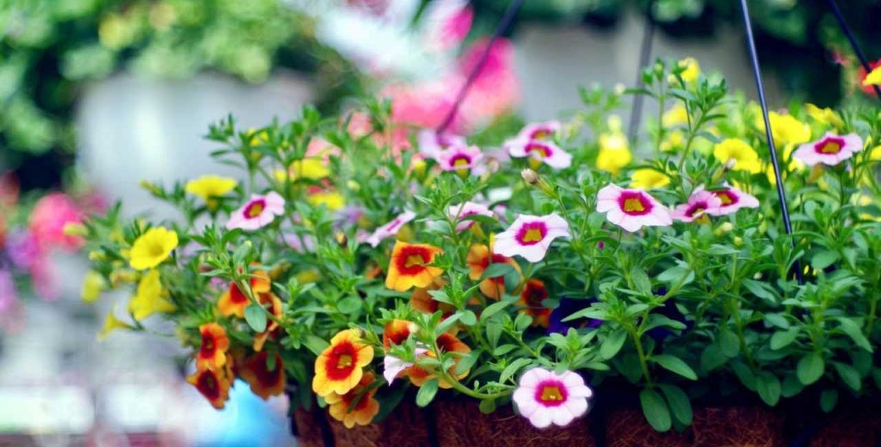 3 characteristics to look for when browsing the best online plant nursery!