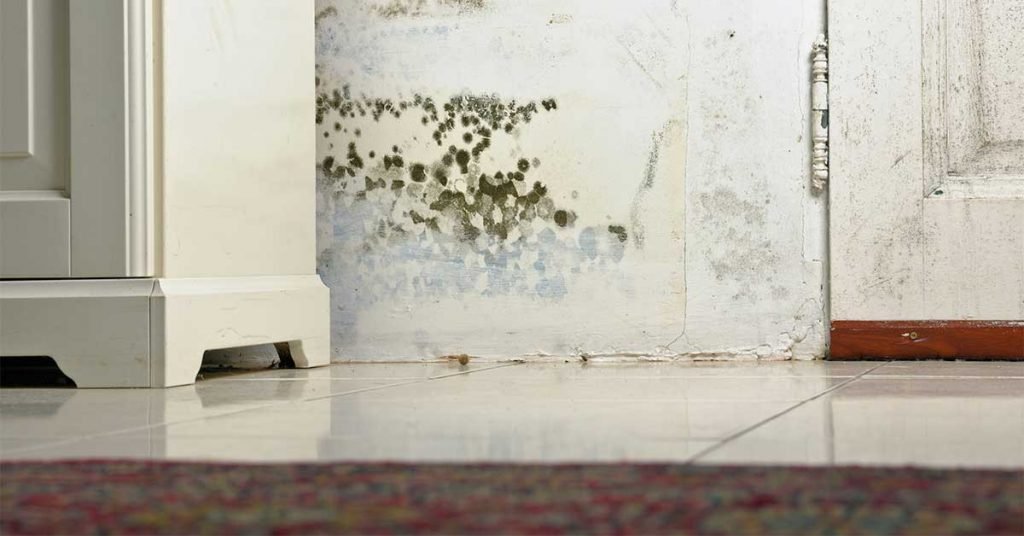 Looking Into the Causes of Mold in Your House Causes of Mold in Your House