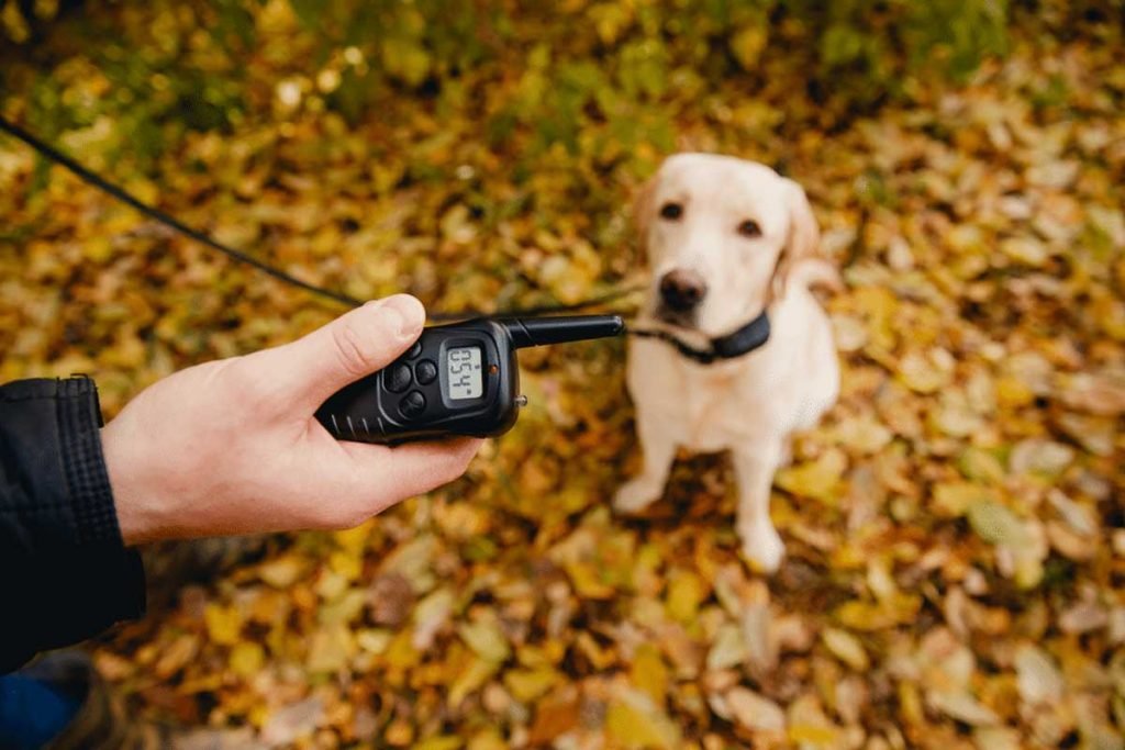 How Do You Choose the Best Shock Collar For Dog Training? How-Do-You-Choose-the-Best-Shock-Collar-For-Dog-Training