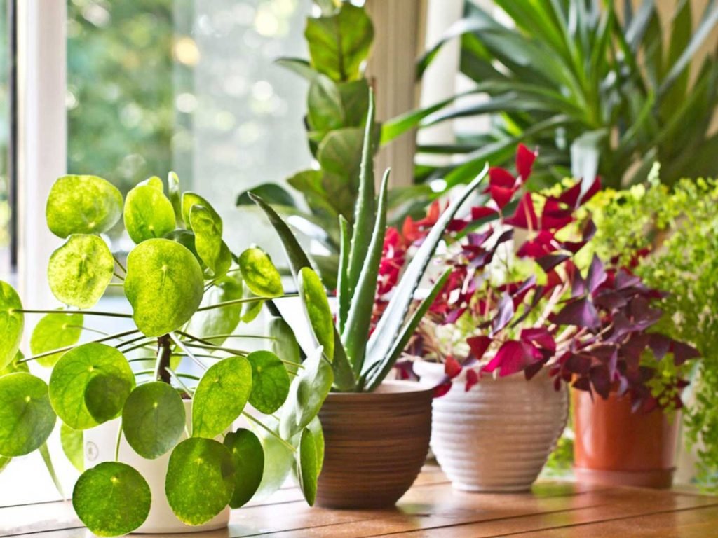 Best Houseplants For Beginners