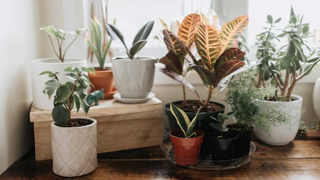 Best Houseplants For Beginners Houseplants For Beginners
