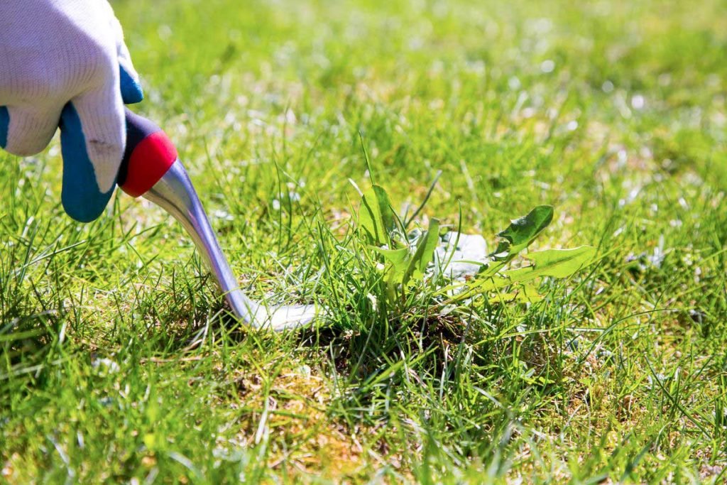 get rid of weeds in your lawns