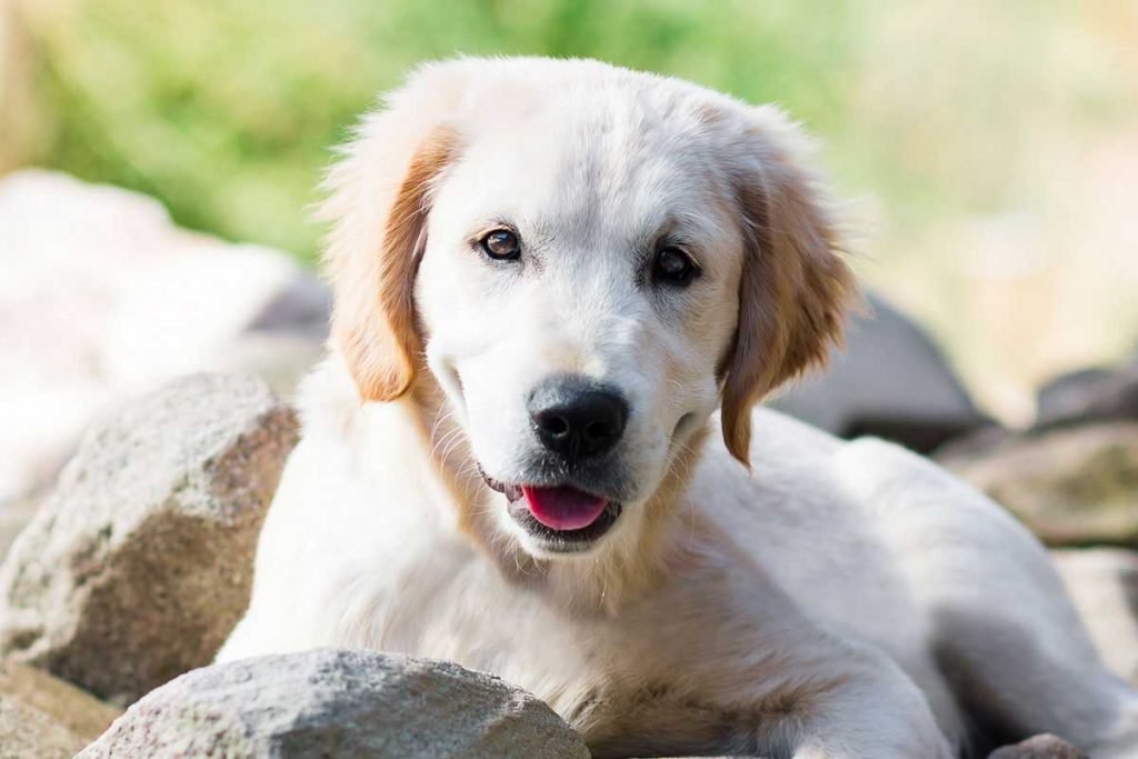 How to Adopt A Dog, If You’re Over 50! Adopt A Dog