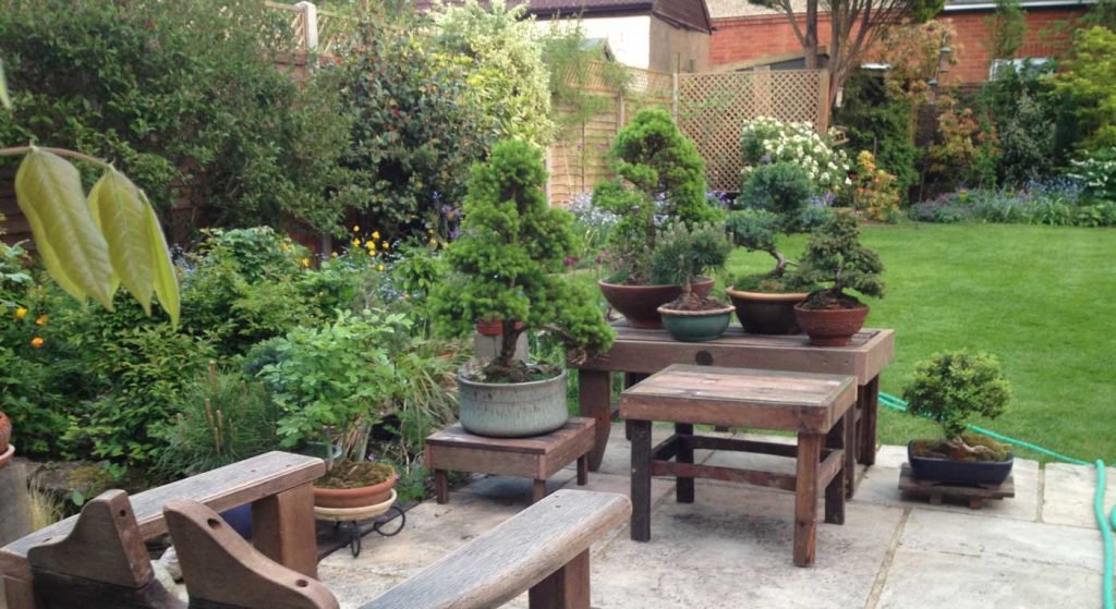 Bonsai as a New Hobby