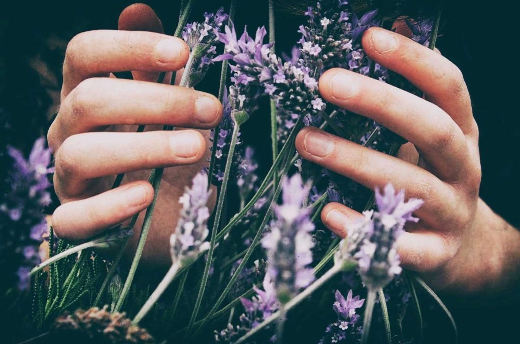 LAVENDER: HOW TO HELP YOUR SKIN LAVENDER