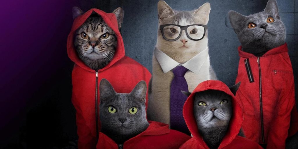 Join Catflix For A Fun Weekend With Your Cat Join Catflix