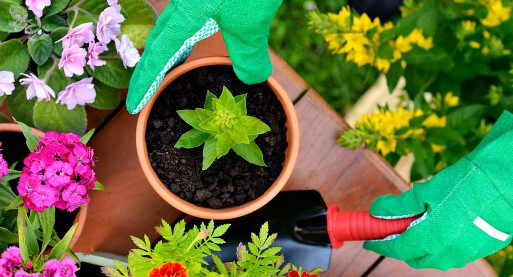 HOW TO DEAL WITH ANXIETY USING ORGANIC PLANTS