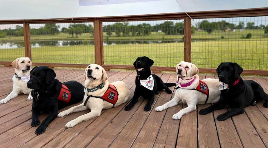 8.	Service dogs are always well-behaved and calm