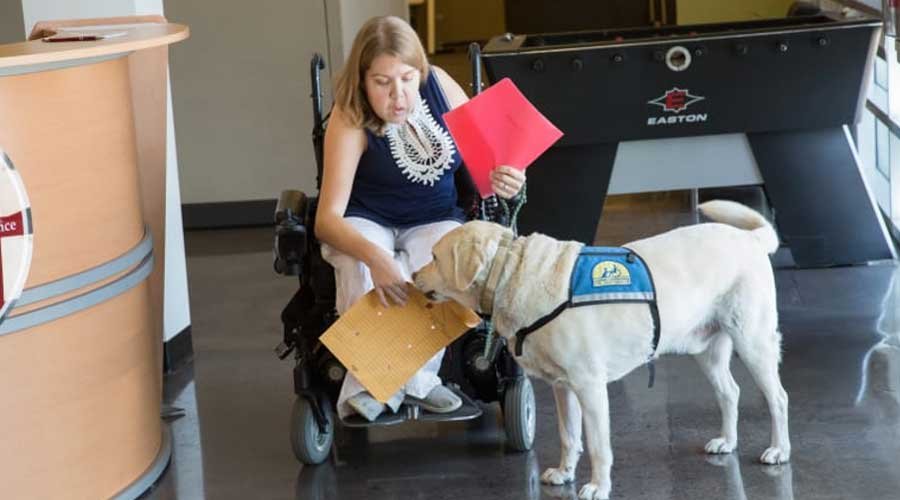 Service dogs